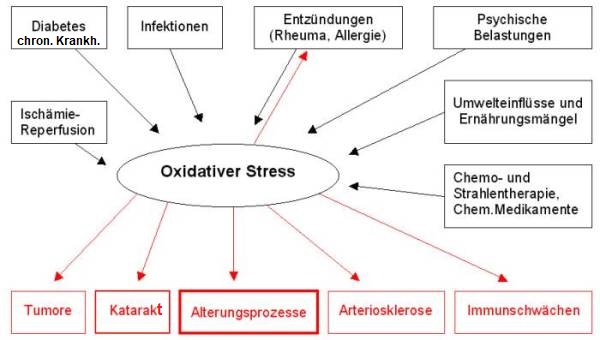 Die Ursachen für oxidativen Stress sind sehr vielfältig, ebenso die Auswirkungen.